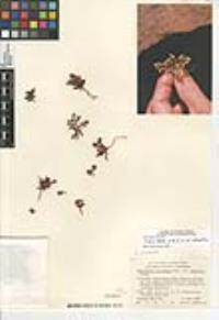 Chorizanthe procumbens image