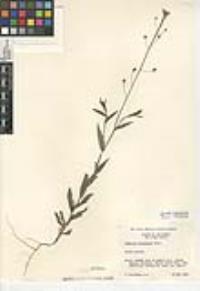 Camelina microcarpa image