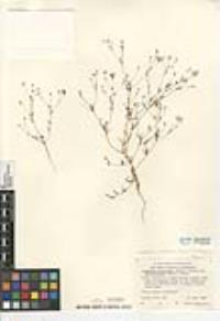 Leptosiphon liniflorus image