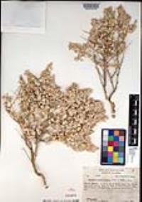 Atriplex confertifolia image