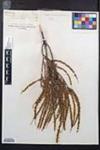 Adenostoma fasciculatum image