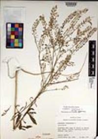 Lepidium virginicum subsp. virginicum image