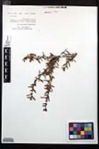 Cercocarpus ledifolius image