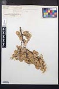 Prunus ilicifolia image
