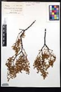 Larrea tridentata image