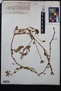 Abronia umbellata image