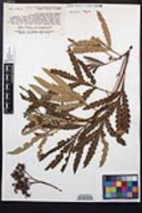 Lyonothamnus floribundus image