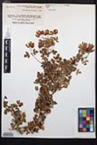 Acer glabrum image