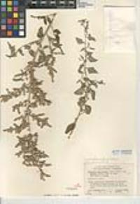 Atriplex lentiformis image