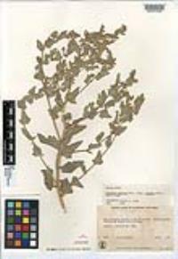 Atriplex argentea image