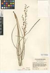 Juncus macrophyllus image