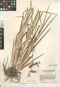 Juncus xiphioides image