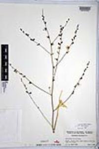 Chlorogalum parviflorum image
