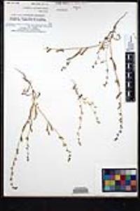 Plagiobothrys acanthocarpus image
