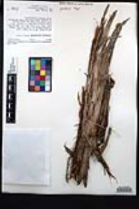 Juniperus osteosperma image