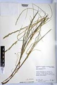 Melica frutescens image