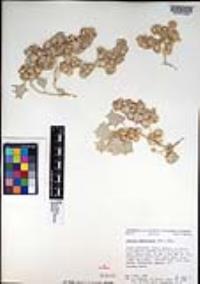 Atriplex hymenelytra image