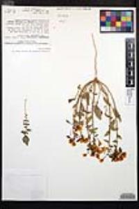 Chylismia claviformis var. peirsonii image