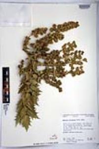 Ambrosia ilicifolia image