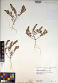 Alyssum desertorum image