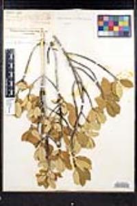 Frangula californica image