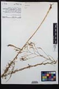 Epilobium brachycarpum image