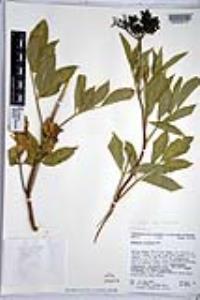 Sambucus cerulea image