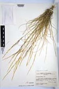 Aristida purpurea var. wrightii image