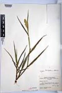 Phalaris minor image