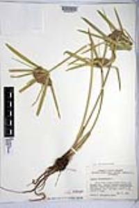 Cyperus involucratus image