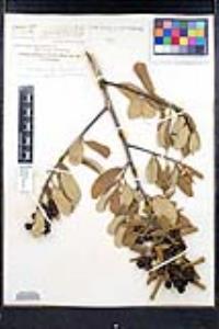 Frangula californica subsp. tomentella image