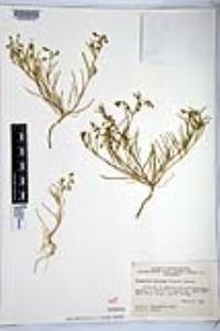 Spergularia bocconi image