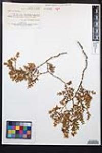 Larrea tridentata image