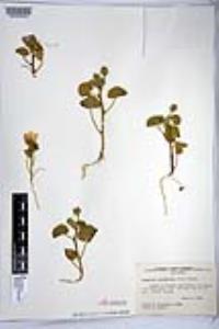 Eremalche rotundifolia image