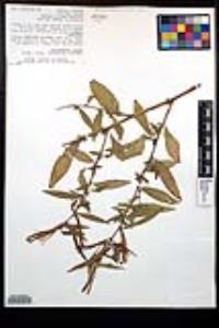 Ludwigia octovalvis subsp. octovalvis image