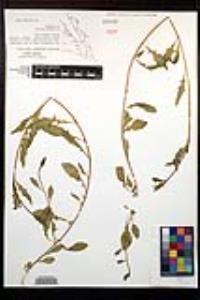 Oenothera kunthiana image