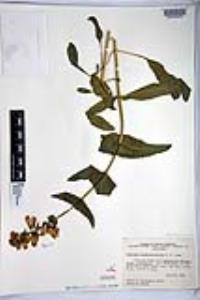 Penstemon pseudospectabilis subsp. pseudospectabilis image