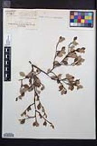 Cercocarpus montanus var. glaber image