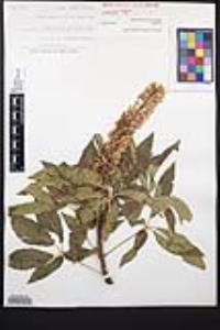 Aesculus californica image