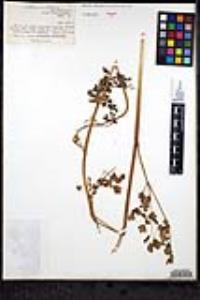 Thalictrum polycarpum image