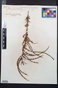 Adenostoma fasciculatum image