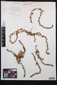 Epilobium campestre image