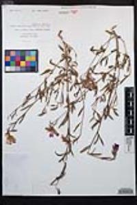 Clarkia bottae image