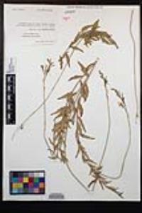 Oenothera xenogaura image