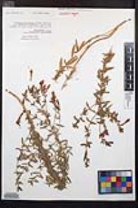 Epilobium canum image