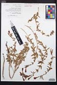 Epilobium canum image