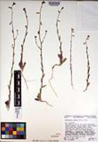 Caulanthus cooperi image