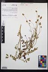 Poterium sanguisorba image