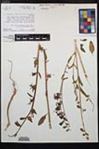 Clarkia unguiculata image