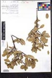 Frangula californica subsp. californica image